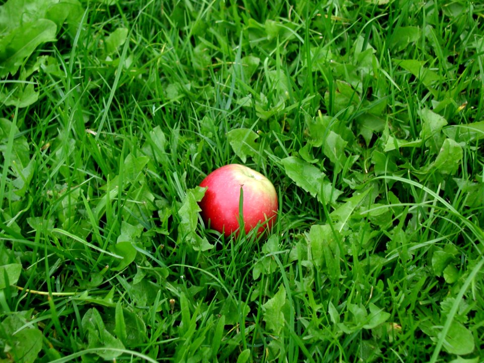 Apple In Green Grass