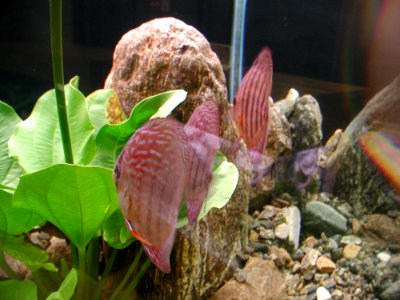 Aquarium Fish 18