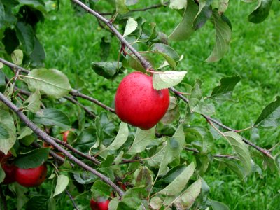 Apple On Branch photo