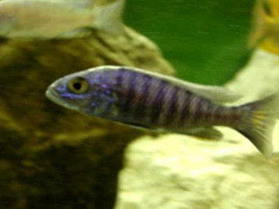 Aquarium Fish 1