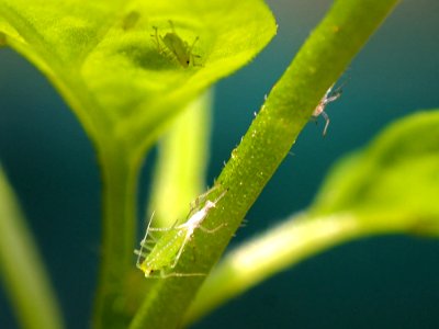 Aphids
