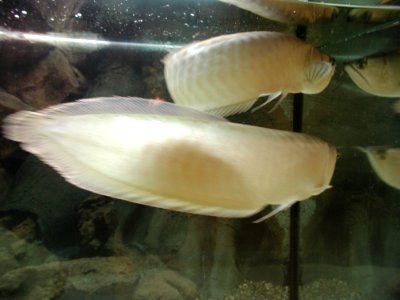 Aquarium Fish 15