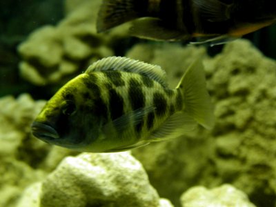 Aquarium Fish 10