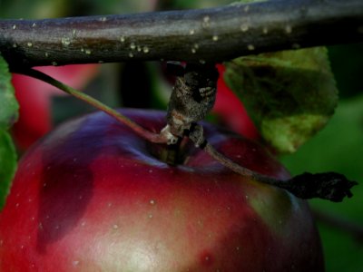 Apple And Branch