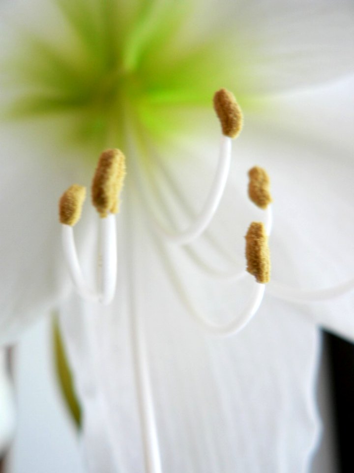 Amaryllis Closeup