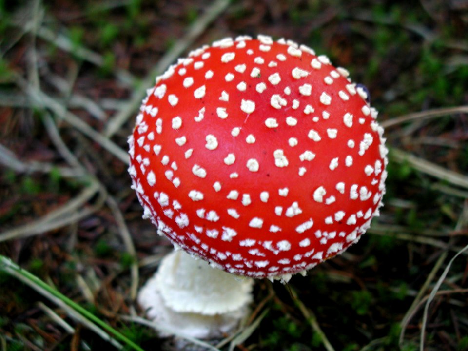 Amanita Muscaria In Gras