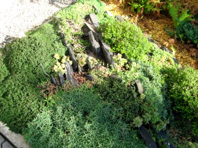 Alpine Plants2
