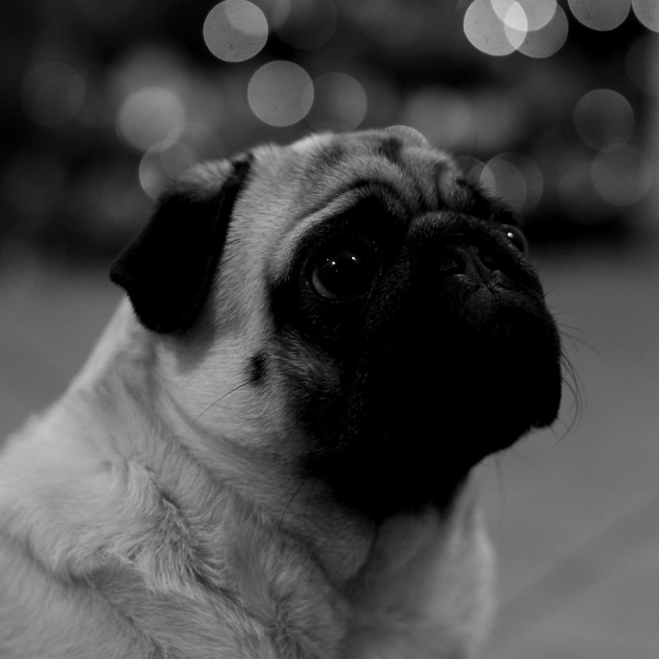 Grayscale Photography Of Medium Size Dog
