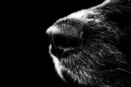 Black And White Dogs Nose photo