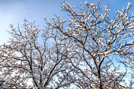 Snowy Trees