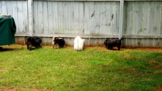 Dogs At Fence photo