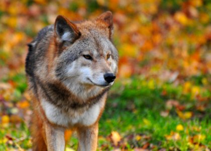 Portrait Of Wolf