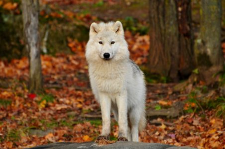 White Wolf
