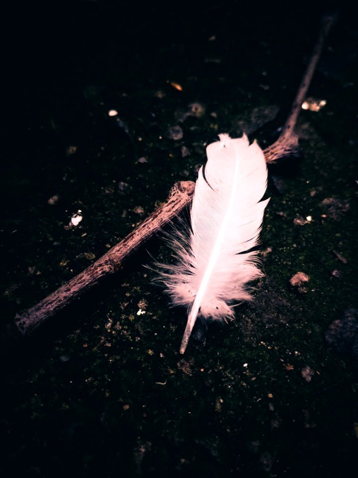 Fallen Feather