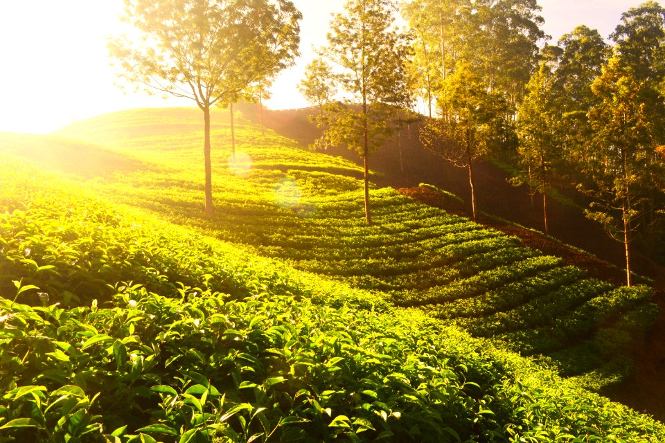Tea Plants On Terrace Farm