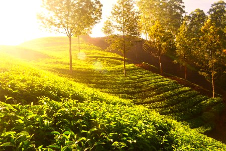 Tea Plants On Terrace Farm