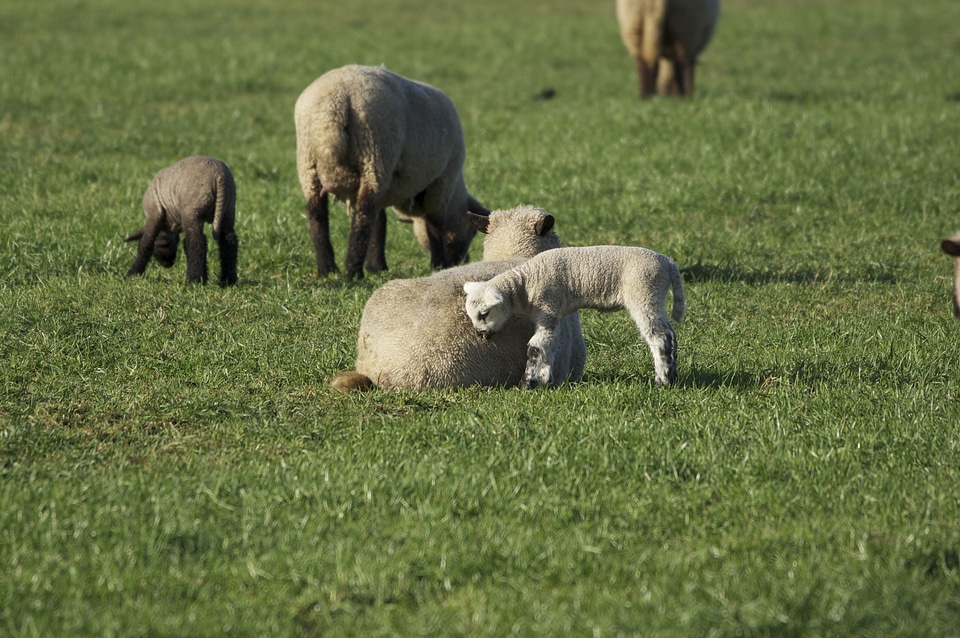 Flock passover flock of sheep