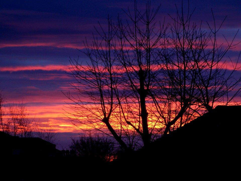 Trees With Sunset Skies