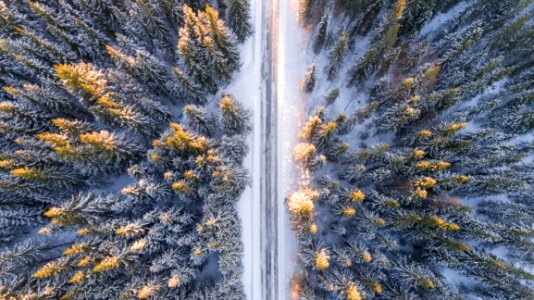 Aerial View Of Road Through Fir Forest photo