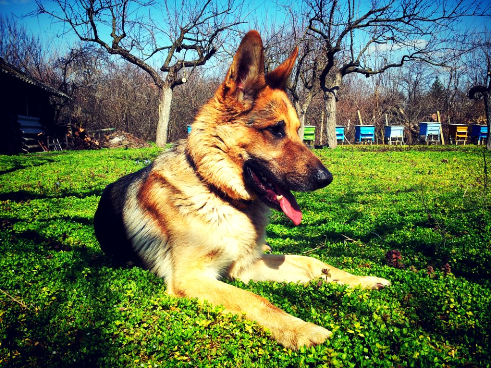 German Shepherd Puppy