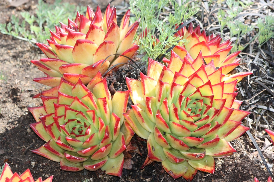 Color desert rose