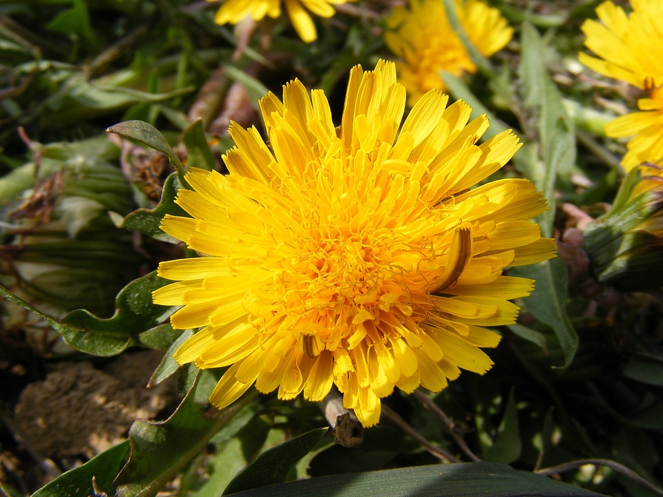Hawkbit taraxacum officinale