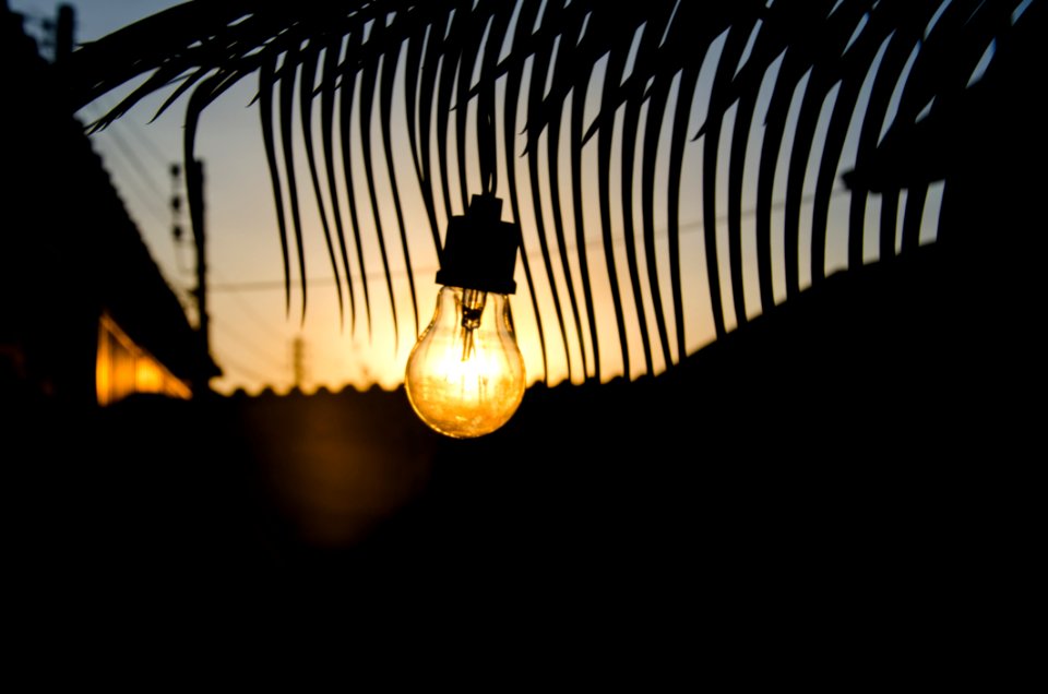 Light Bulb And Palm Tree