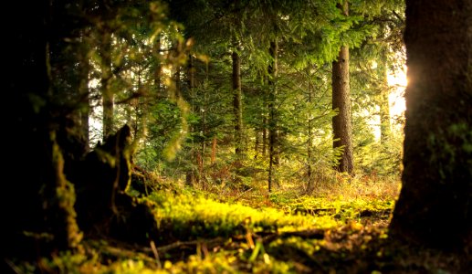 Mossy Field In Forest photo