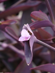 Three master flower plant leaf
