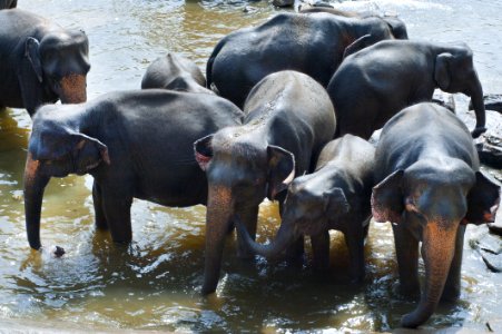 Elephants In River
