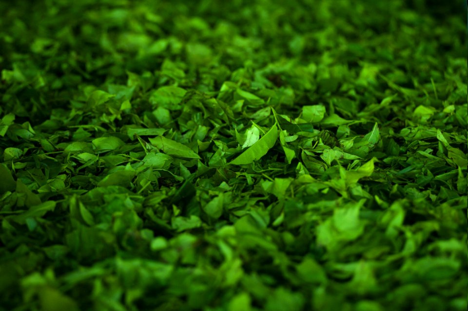 Green Herbs