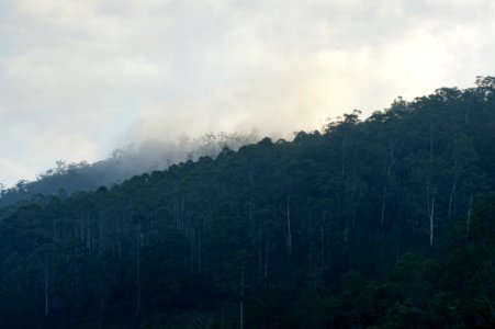 Dark Forest And Fog photo