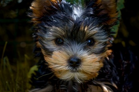 Black And Tan Yorkshire Terrier Puppy Closeup Photography photo