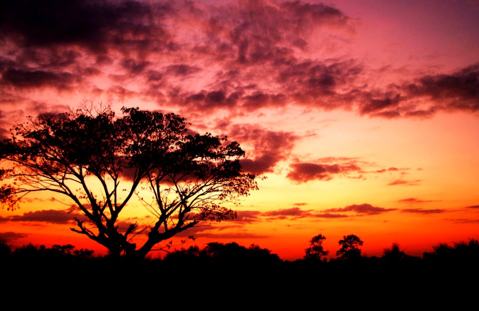Tree On Forest