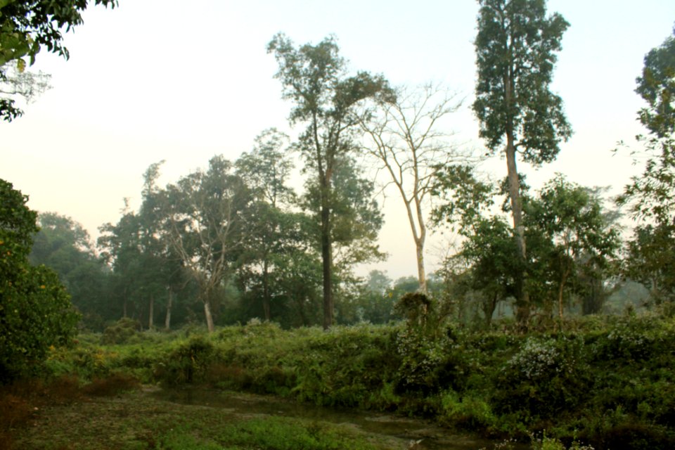 Early Morning At Chilapata