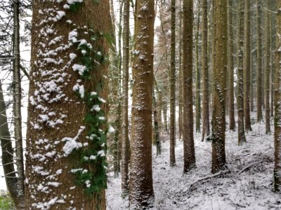 Wald Gibt Mir Energie
