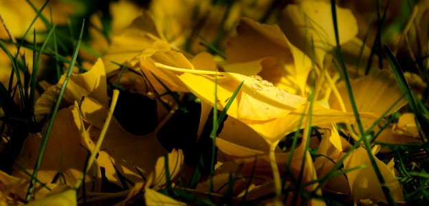 Feuilles De Gingko Biloba photo