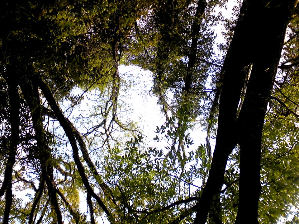 Sky Natural Landscape Twig Trunk