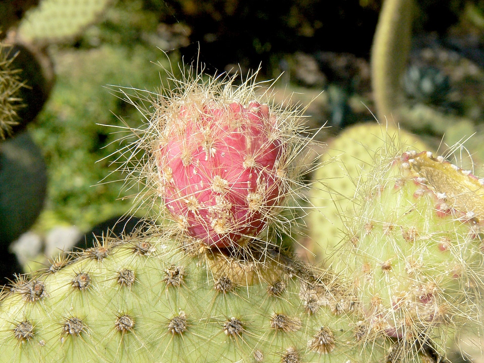 Botanical cacti botany photo