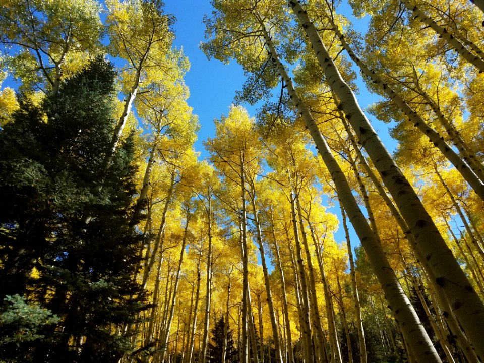 Inner Basin Trail