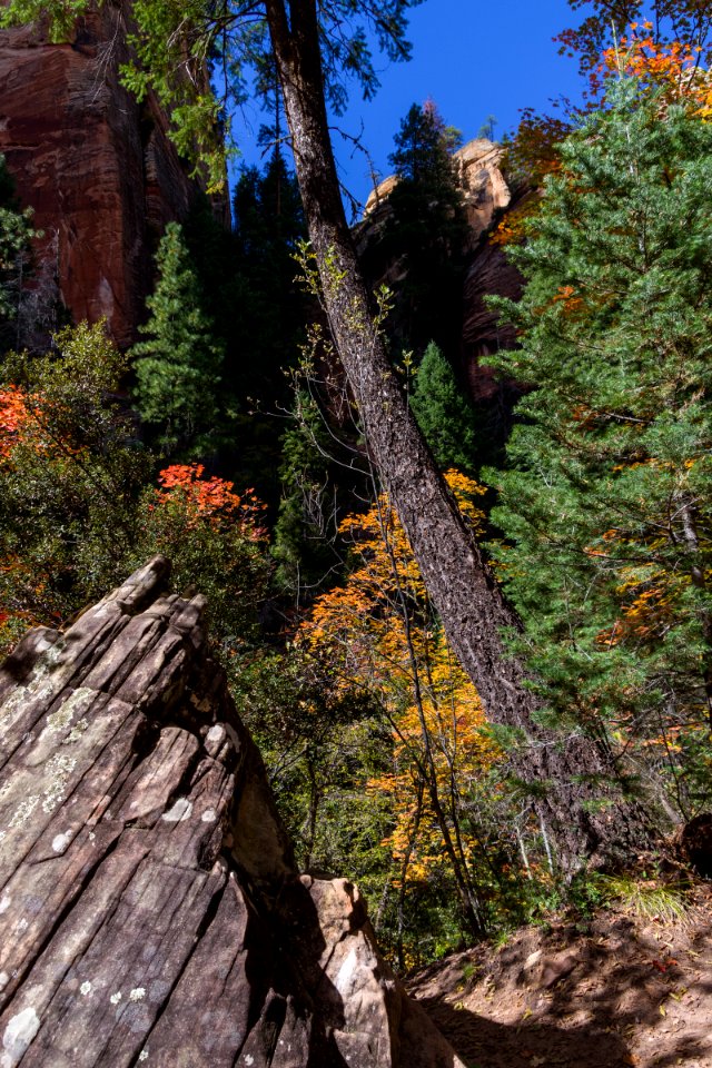 West Fork Of Oak Creek Canyon No 108