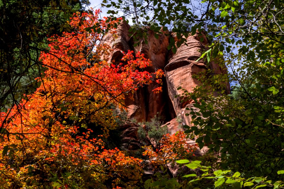 West Fork Of Oak Creek Canyon No 108