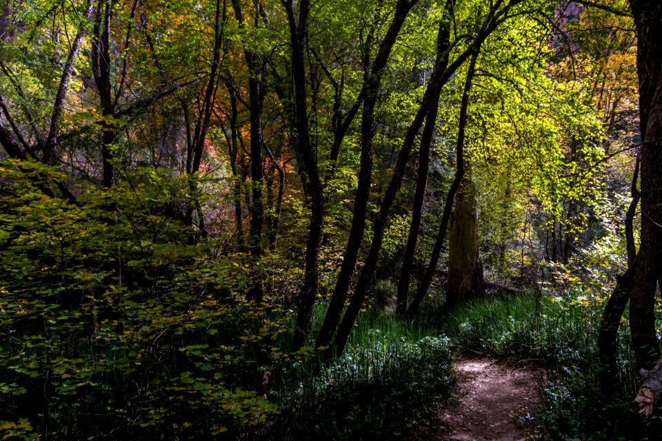 West Fork Of Oak Creek Canyon No 108