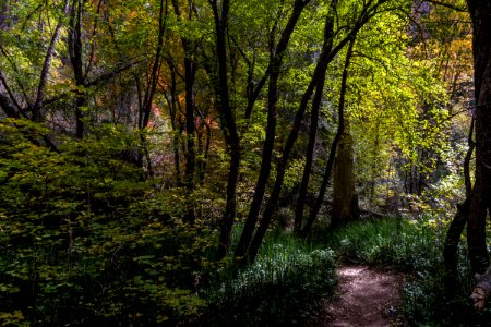 West Fork Of Oak Creek Canyon No 108