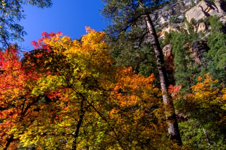 West Fork Of Oak Creek Canyon No 108