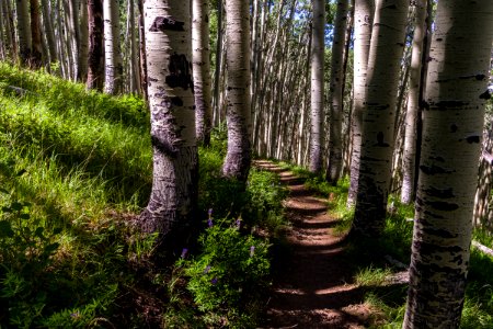 Inner Basin Trail No 29