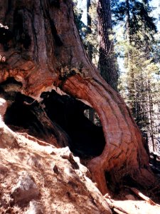 Tree-3