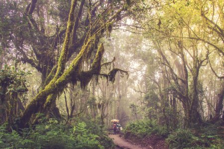 Through The Jungle