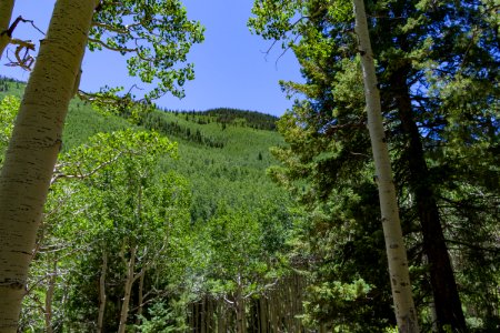 Inner Basin Trail No 29