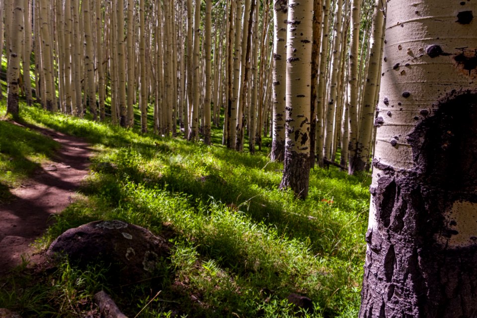 Inner Basin Trail No 29